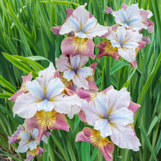 Siberian Iris Sugar Rush