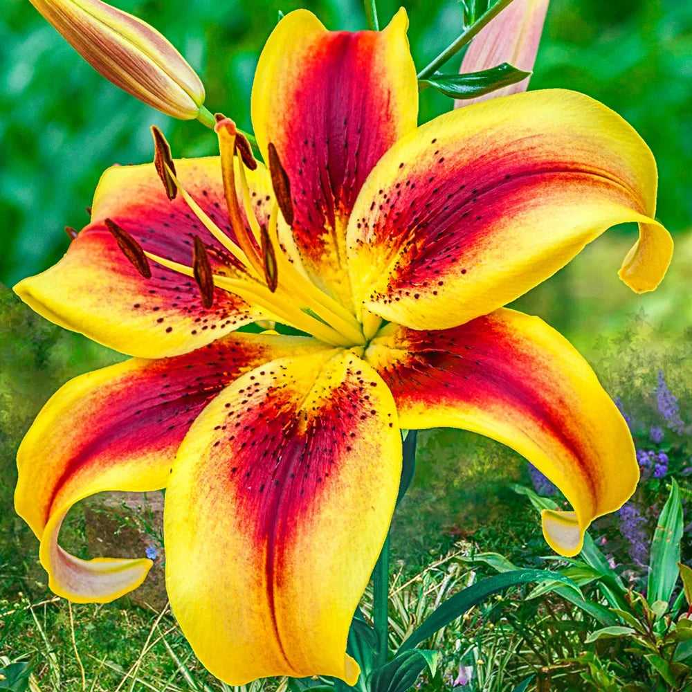 red lily flower Hybrid Lily Viva La Vida