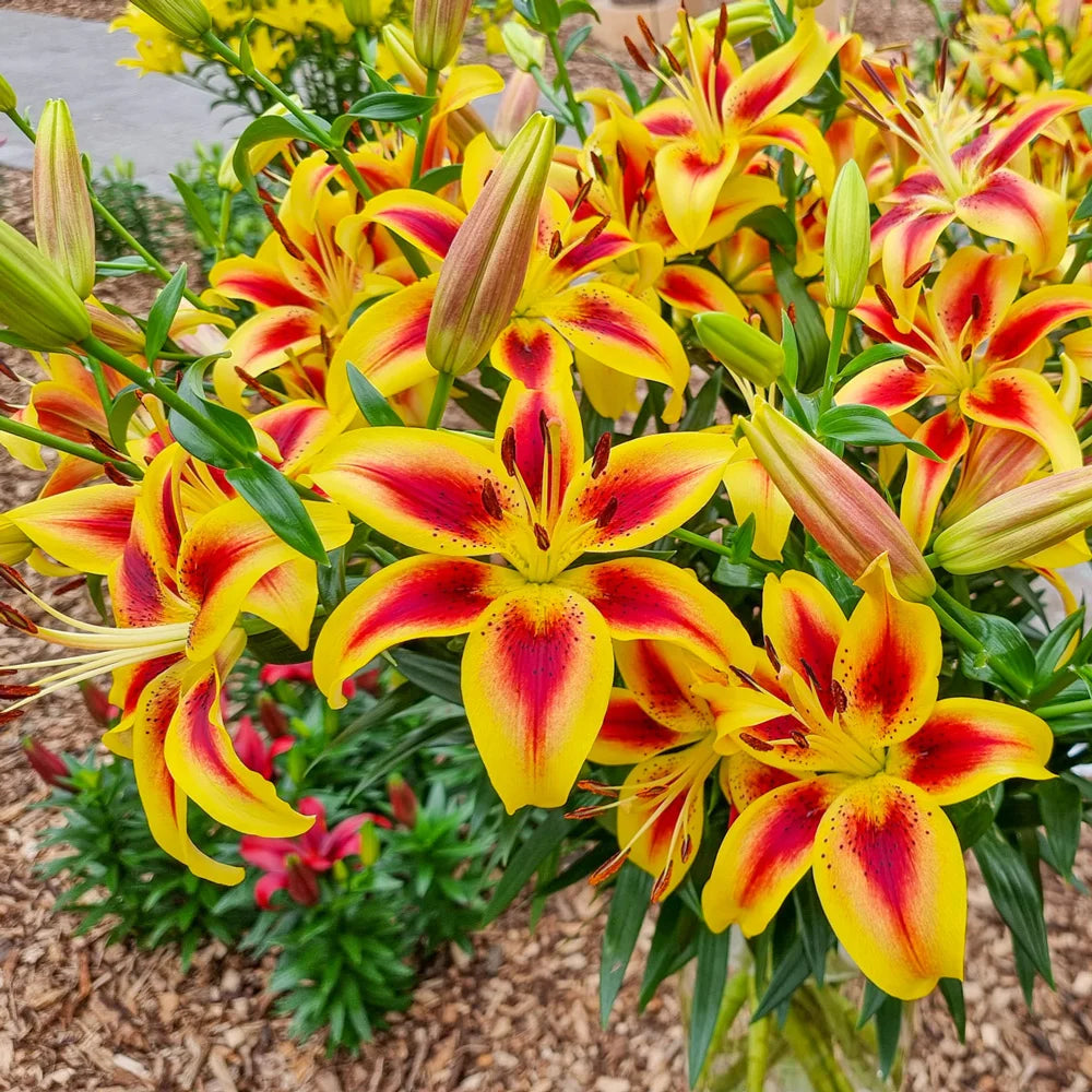 yellow and red lily flower Hybrid Lily Viva La Vida