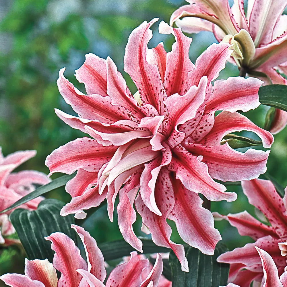oriental lily flower pictures Double Oriental Lily Magic Star