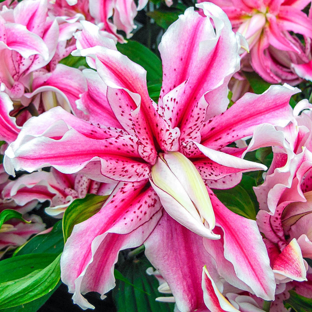 double white lily Double Oriental Lily Magic Star