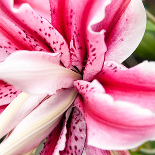 Double Oriental Lily Magic Star