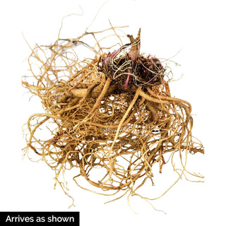 Summertime Illusion Mix