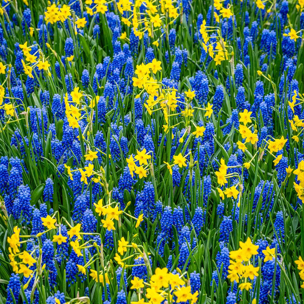 Bless My Stars Bulb Collection K. van Bourgondien