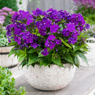 Dwarf Reblooming Phlox Bambini® Desire