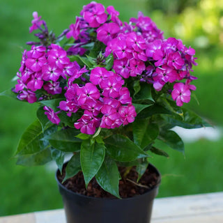 Dwarf Reblooming Phlox Bambini® Desire