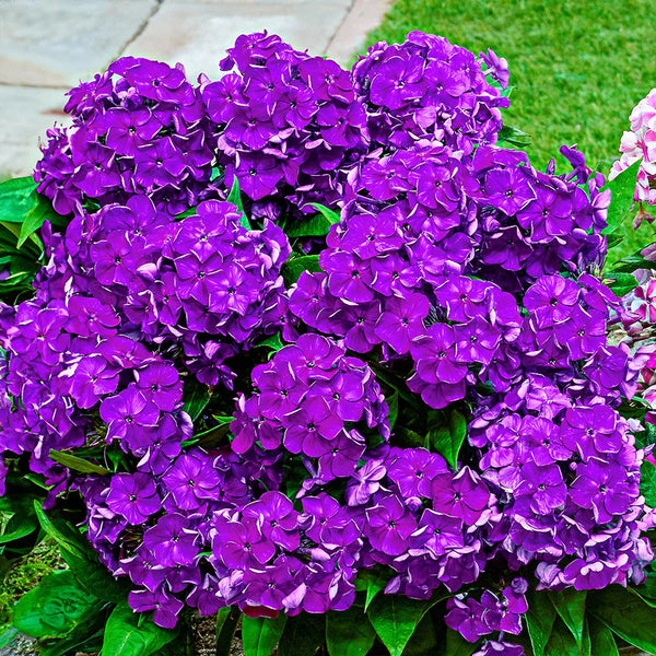 Dwarf Reblooming Phlox Bambini Desire | K. van Bourgondien