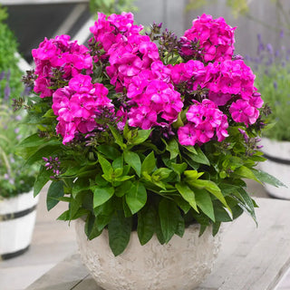Dwarf Reblooming Phlox Bambini® Primadonna