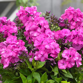 Dwarf Reblooming Phlox Bambini® Primadonna