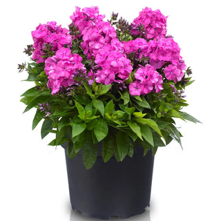 Dwarf Reblooming Phlox Bambini® Primadonna