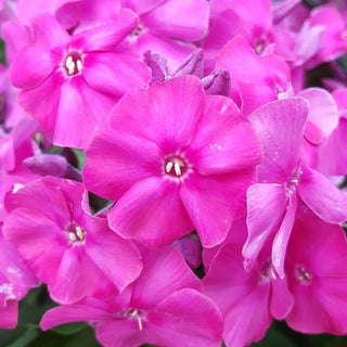 Dwarf Reblooming Phlox Bambini® Primadonna