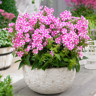 Dwarf Reblooming Phlox Bambini® Candy Crush