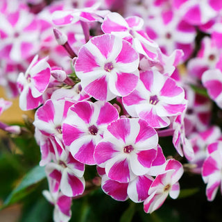 Dwarf Reblooming Phlox Bambini® Candy Crush