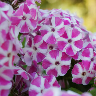 Dwarf Reblooming Phlox Bambini® Candy Crush