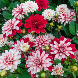 Decorative Dahlia Pacific Time