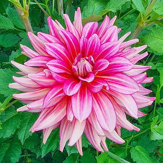 Decorative Dahlia Pinkie Swear