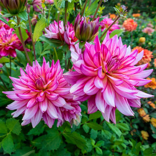 Decorative Dahlia Pinkie Swear
