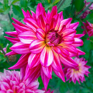 Decorative Dahlia Pinkie Swear