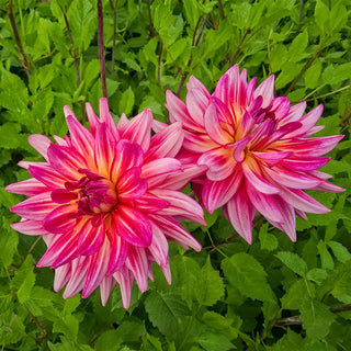 Decorative Dahlia Pinkie Swear