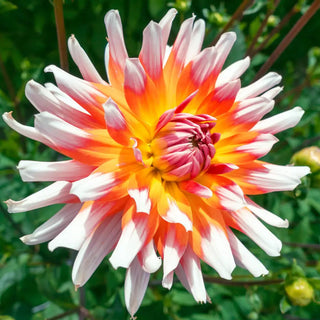 Decorative Dahlia Okapi's Sunset