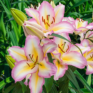 Oriental Lily Captain Tricolore