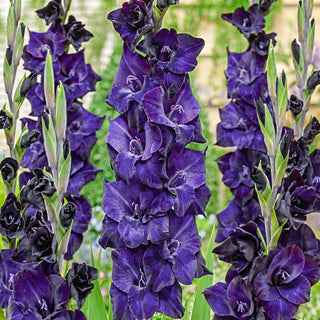 Gladiolus Volbeat