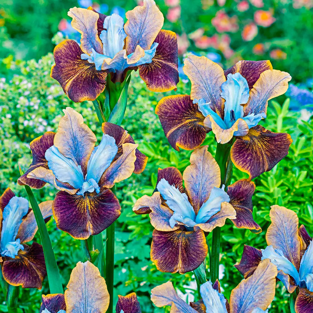 siberian lavender plants Siberian Iris Black Joker