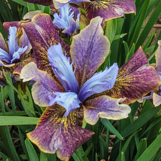 Siberian Iris Black Joker