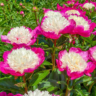 Bush Peony White Cap