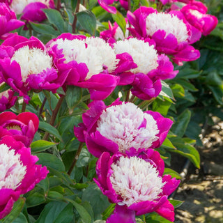 Bush Peony White Cap