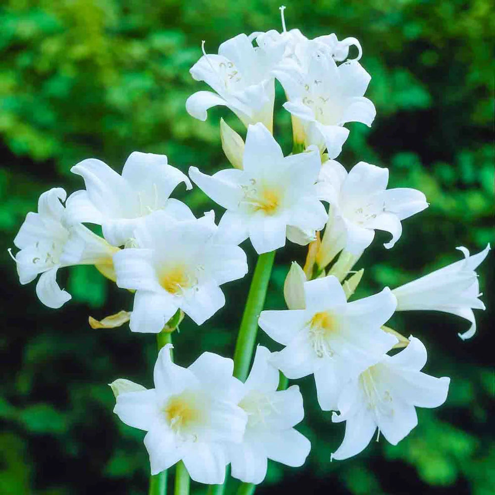belladonna lily flower Amaryllis belladonna Alba