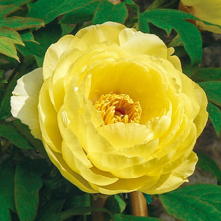 Tree Peony High Noon (Huang Guan)