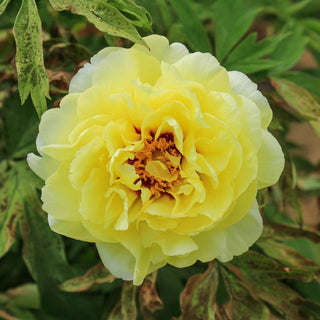 Tree Peony High Noon (Huang Guan)