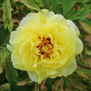 Tree Peony High Noon (Huang Guan)
