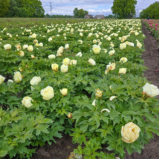 Tree Peony High Noon (Huang Guan)