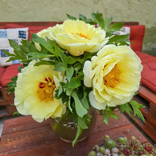 Tree Peony High Noon (Huang Guan)