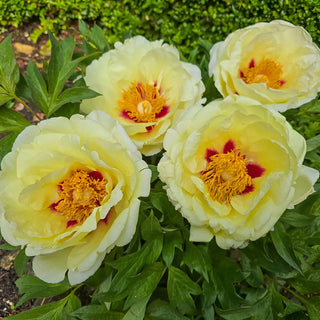 Tree Peony High Noon (Huang Guan)