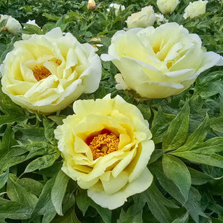Tree Peony High Noon (Huang Guan)