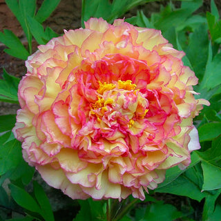Tree Peony Souvenir de Maxime Cornu (Gin Ge)