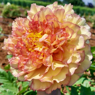 Tree Peony Souvenir de Maxime Cornu (Gin Ge)