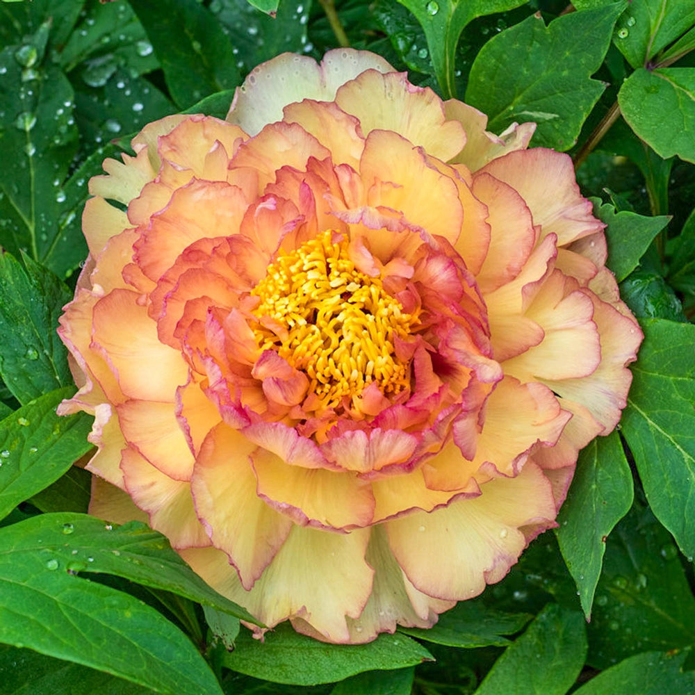 Souvenir de Maxime Tree Peony | K. van Bourgondien Wholesale Souvenir de Maxime Tree Peony | K. van Bourgondien Wholesale
