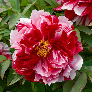Tree Peony Camouflage (Dao Jin)