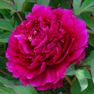 Tree Peony Black Dragon (Wu Long Peng Sheng)