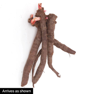 Tree Peony Black Dragon (Wu Long Peng Sheng)