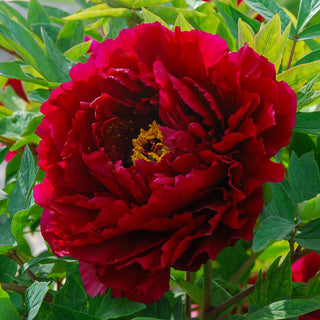 Tree Peony The Best Inkstone (Mo Run Jue Lun)