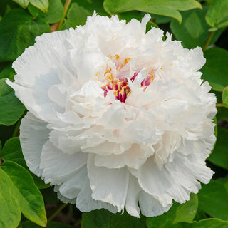 Tree Peony Fragrant Jade