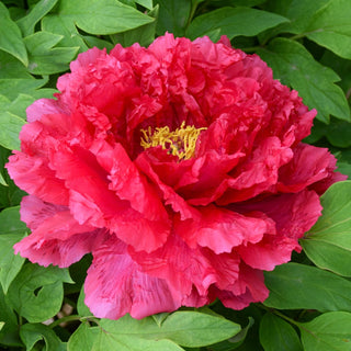 Tree Peony Road Racer