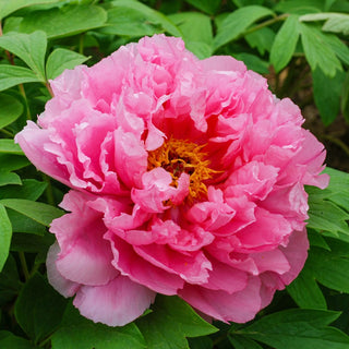 Tree Peony Pink Waterlily