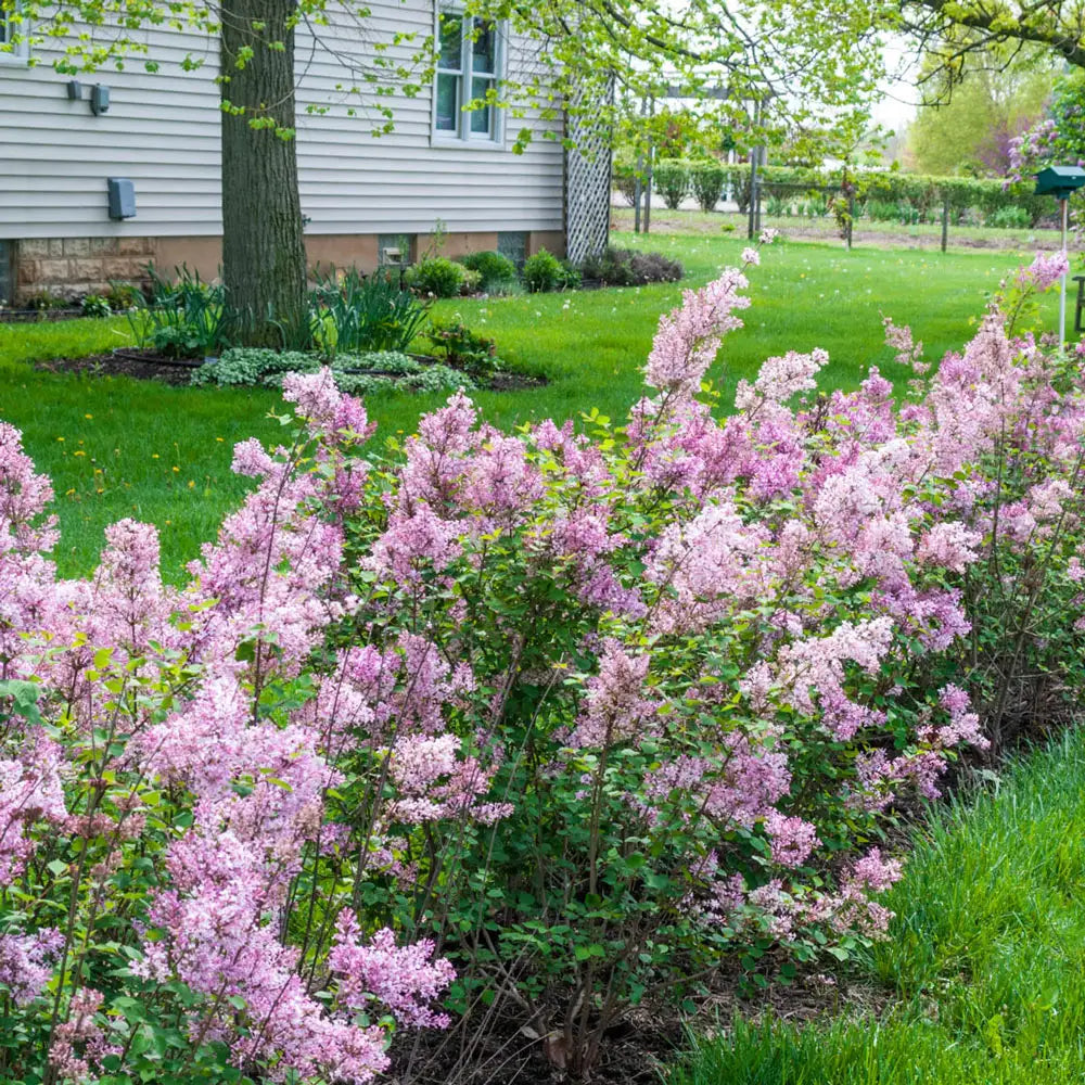 lilac house plant Josee Reblooming Lilac Hedge