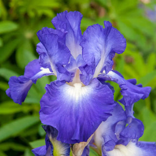 Reblooming German Iris City Lights